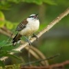 Strizlik rezavosijny - Campylorhynchus rufinucha - Rufous-naped Wren 5600